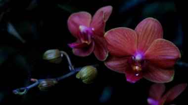 Parlak renkli canlı orkideler alacakaranlıkta bir bahçe ortamında çiçek açıyor. Narin yaprakları koyu yeşilliklere karşı ince bir şekilde parlar ve sakin bir atmosfer yaratır..