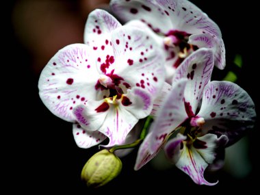Üç çarpıcı orkide narin beyaz ve pembe yapraklarını sergiliyor, koyu bir arka plana karşı karmaşık desenler sergiliyorlar, zarafetlerini ve güzelliklerini vurguluyorlar..