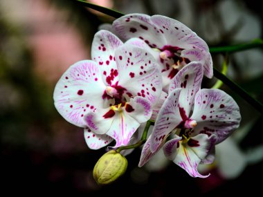 Canlı pembe benekli güzel beyaz orkideler, yumuşak yeşil arka planda karmaşık taç yapraklarını sergiliyorlar. Bu sakin bahçe baharın özünü yakalıyor..