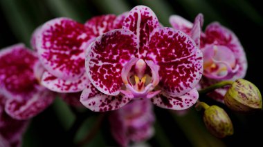 Çarpıcı pembe ve beyaz desenli canlı orkideler yemyeşil yeşilliklerle çevrili bir bahçede serpilmiş bahar güzelliği ve biyolojik çeşitliliğin özünü yakalıyorlar..