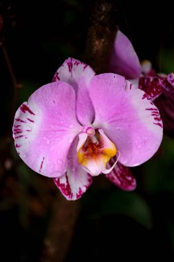 Narin beyaz çizgileri olan canlı pembe bir orkide yeşil yapraklar arasında zarif bir şekilde çiçek açar. Güneş ışığı, tropikal bir bahçede çarpıcı bir kontrastı yaratan karmaşık taç yapraklarını vurgular..