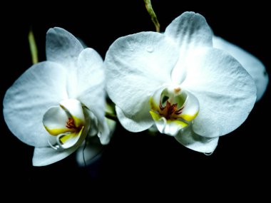 Parlak sarı boğazlı iki çarpıcı beyaz orkide tamamen çiçek açmış. Çiçekler, zarif yapılarının altını çizerek, karanlık bir arkaplanda güzel bir şekilde duruyor..