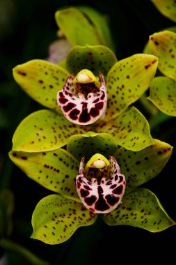Benzersiz desenlere sahip iki güzel orkide, zengin yeşil yaprakların arasında çiçek açar. Gündüz saatlerinde sakin bir bahçede sanatsal özellikleri vurgular..