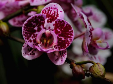 Göz kamaştırıcı pembe bir orkide canlı desenler sergiliyor ve tropik bir bahçede yapraklarını açıyor. Güneş ışığı çiçekleri güzelleştirir yemyeşil yaprakların arasında, dingin bir atmosfer yaratır..