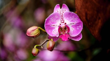Göz kamaştırıcı bir mor orkide, taç yapraklarının karmaşık detaylarını gözler önüne sererek tam çiçeklenmiştir. Etrafındaki tomurcuklar çiçekleri işaret ediyor dingin bir bahçede canlı bir yaşam döngüsü..
