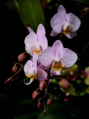 Narin pembe orkideler tomurcuklanan çiçekler arasında canlı yapraklarını sergiliyor, yemyeşil bir bahçede büyüleyici bir güzellik ve doğa gösterisi yaratıyorlar..