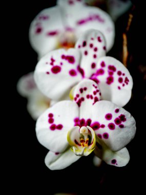 Mor beneklerle süslenmiş çarpıcı beyaz bir orkidenin yakın çekimi, koyu bir arkaplana karşı karmaşık ayrıntıları ve canlı renkleri vurguluyor..