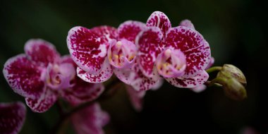 Bu çarpıcı pembe ve mor orkideler canlı bir bahçede serpildikçe karmaşık desenler sergiliyorlar. İlkbahar bu zarif çiçeklerle doğanın güzelliğini canlandırır..