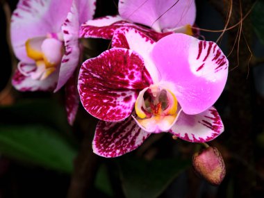 Canlı pembe ve beyaz orkideler yemyeşil bir tropikal bahçede eşsiz desenlerini sergiler. Yeşil yaprakların arasında büyüyen bu çiçekler narin güzellikleriyle dikkat çeker..