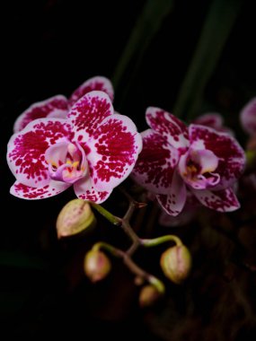 Pembe ve beyaz desenli narin orkideler tropik bir bahçede çiçek açar. Tomurcuklanan çiçekler etraflarını sarmış, yemyeşil ve gün ışığını vurguluyor..