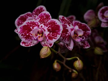 Pembe ve beyaz yapraklı birden fazla orkide tropik bir bahçede gelişir. Zengin renkler ve karmaşık tasarımlar, güzelliği yansıtan karanlık bir arka plana dikkat çekiyor..