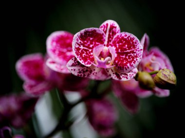 Hassas pembe ve beyaz orkide çiçekleri güneş ışığında güneşlenirken çarpıcı noktalar sergilerler ve yemyeşil bir tropikal bahçede güzel bir manzara yaratır..
