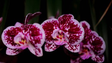 Canlı orkideler canlı bir bahçe ortamında karmaşık desenler ve renkler sergiler. Çiçekler yeşil yapraklardan oluşan bir arka planda güzel bir şekilde çiçek açar ve sakin bir atmosfer yaratır..