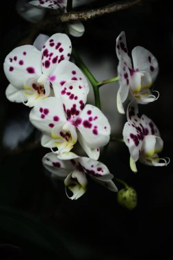 Narin beyaz orkideler, sakin bir bahçede koyu yeşil yapraklarla çevrili canlı mor noktalar sergiliyor. Akşamın yumuşak ışığı güzelliklerini vurgular.