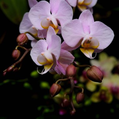 Narin pembe orkideler yeşil yapraklarla çevrili canlı bir bahçede zarif bir şekilde çiçek açar. Güzellik ve bitki çeşitliliğinin özünü yakalar..