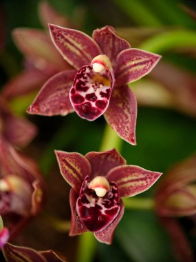 İki çarpıcı orkide zengin kestane rengi ve krem rengi ile çiçek açar. Karmaşık desenler sergilerler. Bu çiçekler bahçedeki yeşil yaprakların arasına yuva kurmuş, sabah ışığının sükunetini yakalıyorlar..