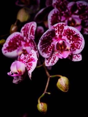 Pembe ve beyaz yapraklı canlı orkideler güzel benekli desenler sergiler. Narin çiçekleri, karanlık bir zemin üzerinde çarpıcı bir şekilde sergileniyor. Taze yeşil tomurcuklar yeni büyümeye dair ipuçları verir.