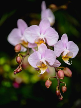 Canlı pembe orkideler, yeşil yapraklar arasında sergilenen karmaşık yapraklarını sakin bir bahçe ortamında sergiliyor. Bu sakin öğleden sonra güneş ışığı güzelliklerini arttırır..