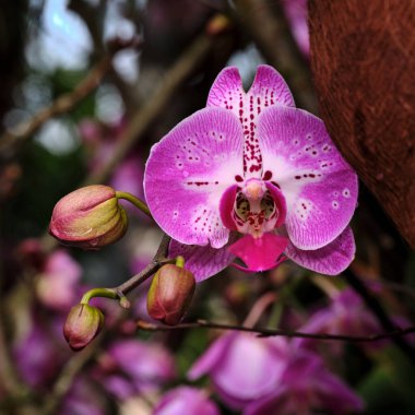 Çarpıcı, pembe bir orkide yemyeşil yapraklar arasında çiçek açar, narin yapraklarını ve tomurcuklanan çiçeklerini sergiler, canlı bir bahçede sakin bir ilkbahar atmosferi yaratır..