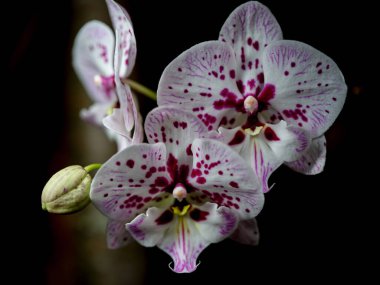 Narin beyaz taç yaprakları ve canlı mor lekeleri olan orkideler huzurlu bir bahçede zarifçe açılır. Zengin siyah zemin, bahar boyunca zarafetlerini ve güzelliklerini ön plana çıkarıyor..