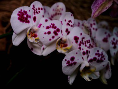 Derin mor benekleri olan çarpıcı beyaz orkideler zarif güzelliklerini sakin bir ortamda sergiliyor. Narin çiçekler arka planda, canlı detaylarını geliştiriyor..