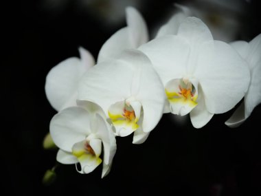 İnce sarı aksanlı beyaz orkideler koyu bir arkaplanda çiçek açar, karmaşık yapılarını ve zarafetlerini vurgularlar. Kompozisyon çiçekleri vurgular doğal güzelliği ve zarafeti.