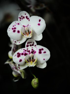Mor beneklerle süslenmiş iki çarpıcı beyaz orkide, koyu bir arka planda çiçek açıyor ve narin güzelliklerini gün ortasında tropikal bir bahçede sergiliyorlar..