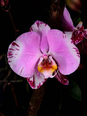 Göz kamaştırıcı pembe bir orkide, yapraklarının üzerinde su damlacıkları bulunan karmaşık desenlerini ve canlı renklerini sergiler. Bu çiçek yemyeşil bir ortamda büyüyor..