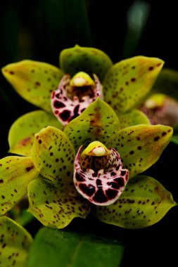 Canlı yeşil yapraklı orkideler ve çarpıcı kestane rengi desenler yemyeşil bir bahçede göz kamaştırıcı bir görüntü oluşturur. Güneş ışığı güzelliklerini aydınlatır, renklerini ve dokularını güçlendirir..