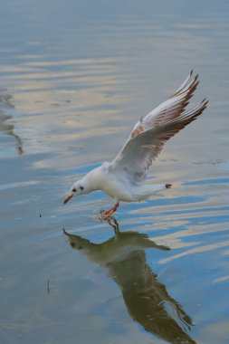 Bir martı zarif bir şekilde suya iner ve yere inerken dalgalanmalar yaratır. Durgun sabah ışığı, sakin gölde yansıyan kuşları yakalar..