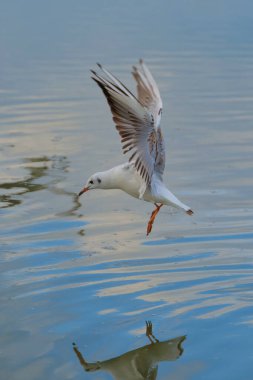 Bir martı uçuşun ortasında yakalandı, sakin sulara inmek üzere. Güneş arka planda batar, dingin yüzeye sıcak bir parıltı yayar..