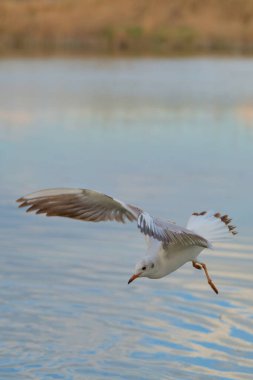 Güneş arka planda batarken, bir martı zahmetsizce parıldayan suyun üzerinde süzülür, dingin kıyı sularını sıcacık renklerle kaplayarak, barışçıl bir atmosfer yaratır..