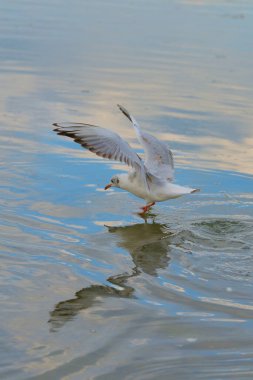 Bir martı zarif bir şekilde sakin bir gölün yüzeyini sıyırır, kanatları genişleyerek suda dalgalanmalar yaratır. Gün batımının yumuşak renkleri sakin gölü yansıtır..