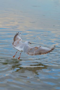 Gün batımında sakin su yüzeyinden havalanan bir martı kanatlarını açar. Yukarıdaki gökyüzü yumuşak renkleri yansıtırken, yumuşak dalgalar huzur ortamını güçlendiriyor..