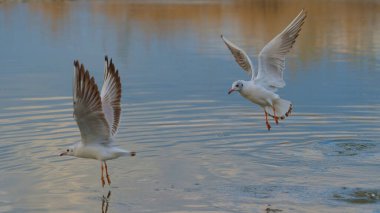 İki martı, sakin suların üzerinde uçarken yakalanır ve zarif hareketlerini sergilerler. Yumuşak sabah ışığı yüzeye yansıyarak sakin atmosferi güçlendirir..