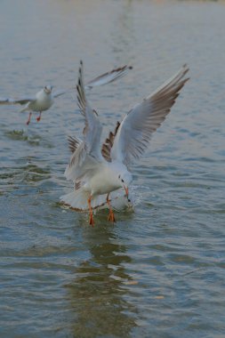 Martılar yiyecek aramak için sığ suların yüzeyinden kayar. Batan güneş, bu kıyı sahnesinin huzurlu atmosferini yükselterek ılık bir parıltı yayıyor..