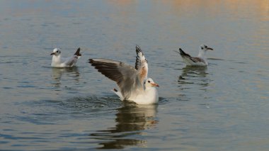 Üç martı suyla etkileşime giriyor, biri kanat çırparken diğerleri yüzüyor. Sahne, güneşin batışında doğanın huzur dolu güzelliğini yakalar..