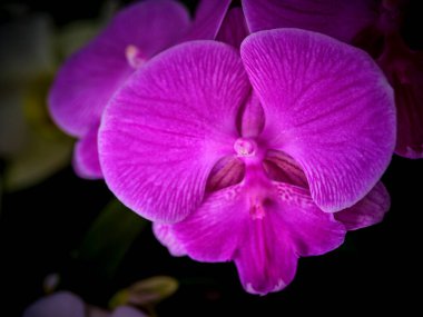 Narin pembe orkideler tamamen çiçek açmış ve taç yapraklarında karmaşık desenler sergiliyorlar. Yumuşak ışıklandırma, canlı renklerini güçlendirir. Huzurlu bir bahçe atmosferi yaratır..