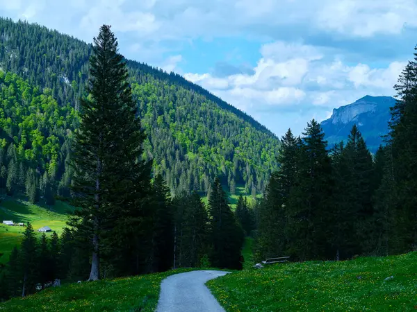 Parlak yeşil ağaçların arasında dolaşan, parlak manzarayı gösteren ve açık mavi gökyüzünün altında yükselen dağları gösteren iyi tanımlanmış bir patika..