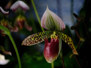 Renkli yapraklı çarpıcı çizgili bir orkide baharda botanik bahçesinde çiçek açıyor. Şablonlarının karmaşık ayrıntıları doğanın güzelliğini vurgular..