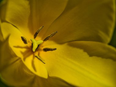 Güzel sarı bir lale narin taç yapraklarını ve karmaşık erkeklik organlarını muhteşem detaylarıyla gözler önüne seriyor. Güneş ışığı canlı renkleri güçlendirir, doğal güzellikleri gözler önüne serer.