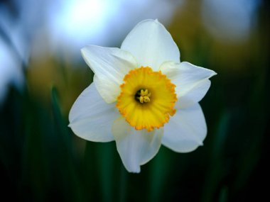 Beyaz taç yaprakları ve parlak sarı merkezli canlı bir nergis bir bahar bahçesindeki yeşil yaprakların arasında gururla durur. Yumuşak arkaplan çarpıcı renklerini vurgular.