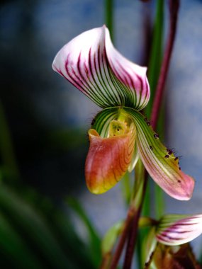 Bu çarpıcı orkide çarpıcı yeşil ve pembe desenli narin yapraklar sergiliyor. Canlı bir bahçede yakalanmış, yemyeşil çimlerin arasında duruyor, güzelliğini gösteriyor..