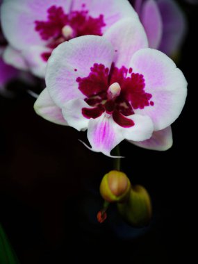 Narin orkide çiçekleri, koyu yeşil yapraklarıyla zarif bir zıtlıkla, zengin mor ve beyaz renkler sergiler. Güneşli bir bahçe ortamında gelişiyorlar, güzelliklerini sergiliyorlar..