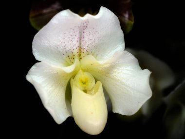 Beyaz bir orkidenin yakın plan görüntüsü yapraklarındaki karmaşık desenleri ve çarpıcı sarı merkezini ortaya çıkarır. Çelişkili karanlık arka plan güzelliğini ve güzelliğini arttırır..