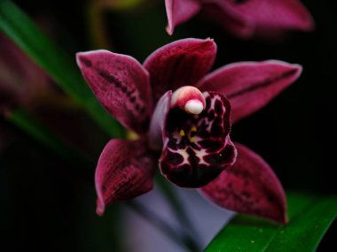 Çarpıcı bir mor orkide, karmaşık desenleri ve canlı rengiyle dikkatleri çeker. Etrafı yemyeşil yapraklarla çevrili bu çiçek, aydınlık bir günde güzelliği sergiliyor..