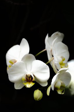 Sarı aksanlı narin beyaz orkideler zıt bir arka plana karşı zarafetlerini sergilerler, sakin bir ortamda güzelliklerini sergilerler..