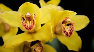 Canlı sarı orkideler yemyeşil bir bahçede eşsiz işaretlerle çiçek açarlar. Bu çarpıcı çiçekler zengin renkleri ve detaylı şekilleriyle dikkatleri çeker ve büyüleyici bir manzara yaratır..