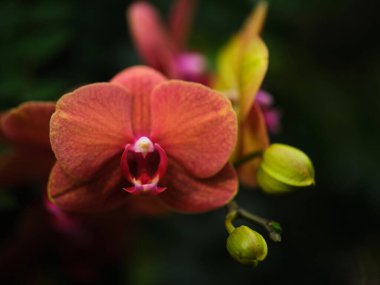Parlak turuncu bir orkide, yemyeşil yaprakların arasında çiçeklenmeye hazır yeni tomurcukları aydınlatarak güzel bir şekilde açılır. Baharın zengin renklerini sergiliyor bahçe.