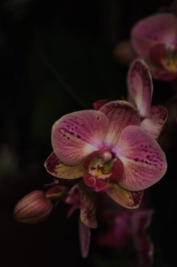 Çarpıcı bir orkide, sakin bir atmosferde hafifçe aydınlatılmış zengin mor ve sarı yapraklar sergiliyor. Karmaşık detayları yumuşak akşam ışığında dikkat çeker ve sakin bir ortam yaratır..